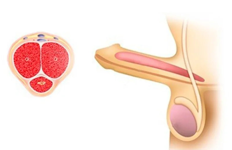 PotensSpray™ – Naturlig Sjögrässpray för Potensproblem