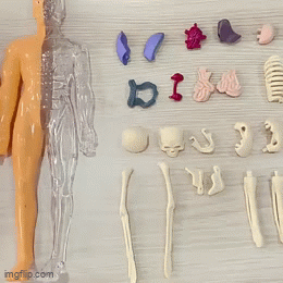 Kroppspussel™ – 3D-inlärningsmodell av människokroppens anatomi