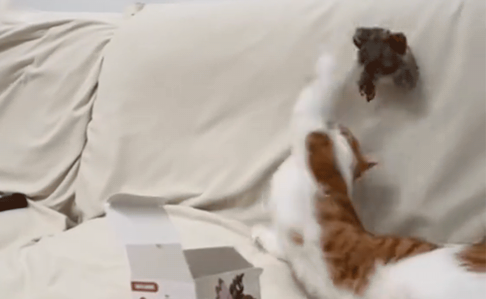 Fjuppa™ – Simulerad Kvitterfågel för Aktiv Lek med Din Katt