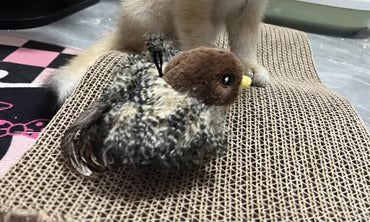 Fjuppa™ – Simulerad Kvitterfågel för Aktiv Lek med Din Katt