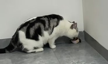 Fjuppa™ – Simulerad Kvitterfågel för Aktiv Lek med Din Katt