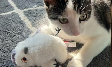 Fjuppa™ – Simulerad Kvitterfågel för Aktiv Lek med Din Katt